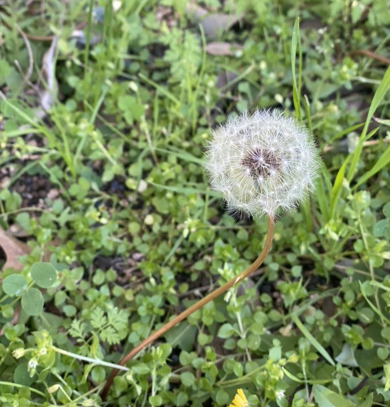 This wiry little weed has spread all over my yard. It is covered with tiny  white flowers. How can I get rid of it? (Note from Neil: I'm getting this  question repeatedly