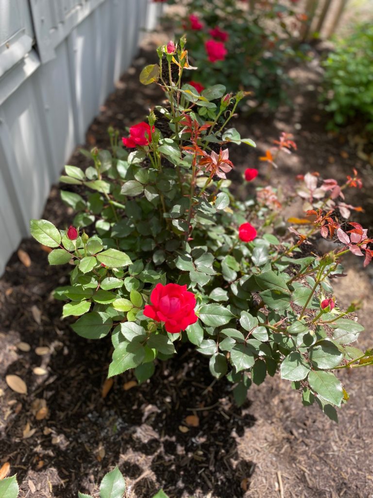 Trimming Knock Out Roses in Central Texas. (Video) | Top Choice Lawn Care