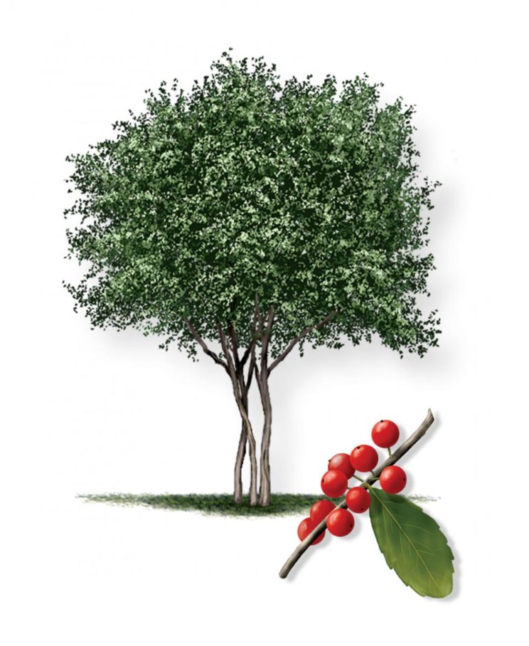 Yaupon Holly A Fantastic Texas Shrub and Tree Top Choice Lawn Care