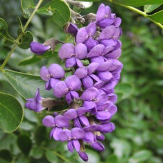 Clusters of purple flowers.