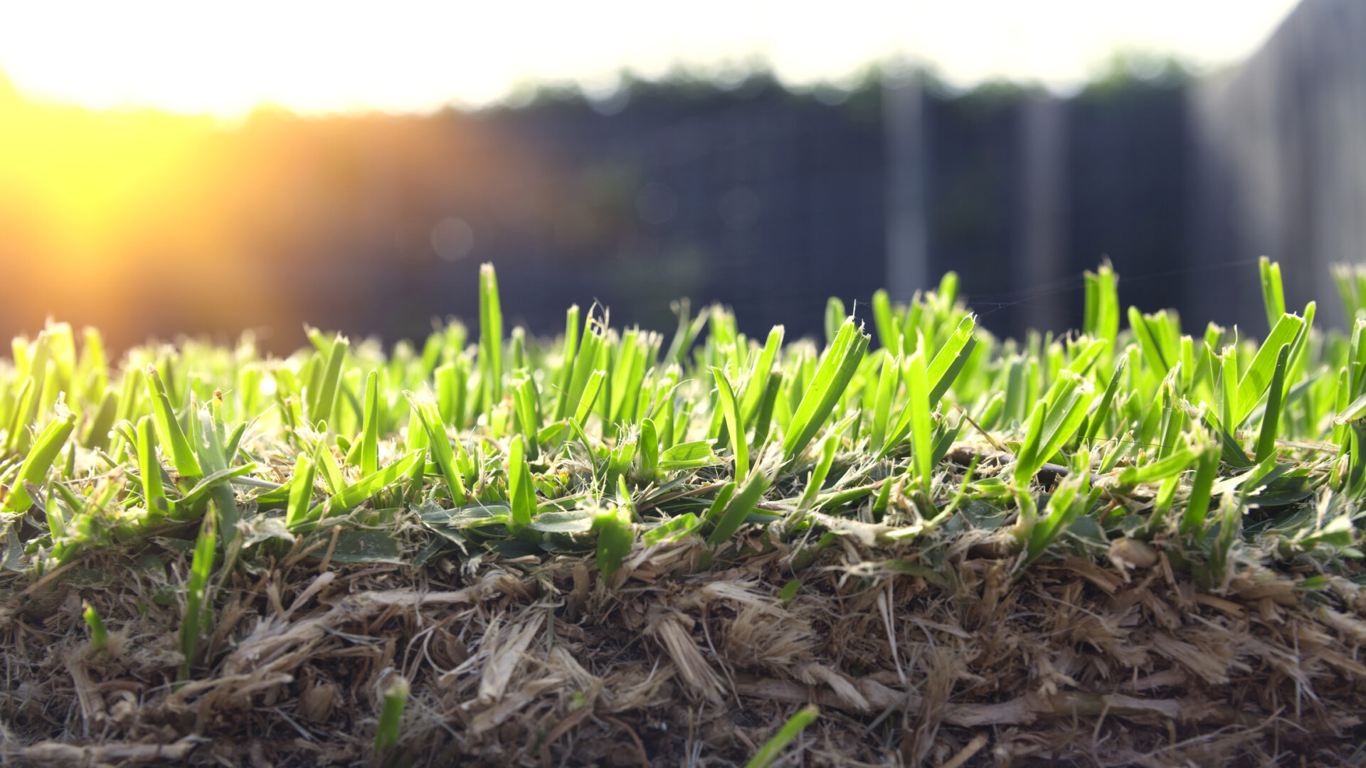 Deep Watering: Are You Watering Your Grass Correctly?