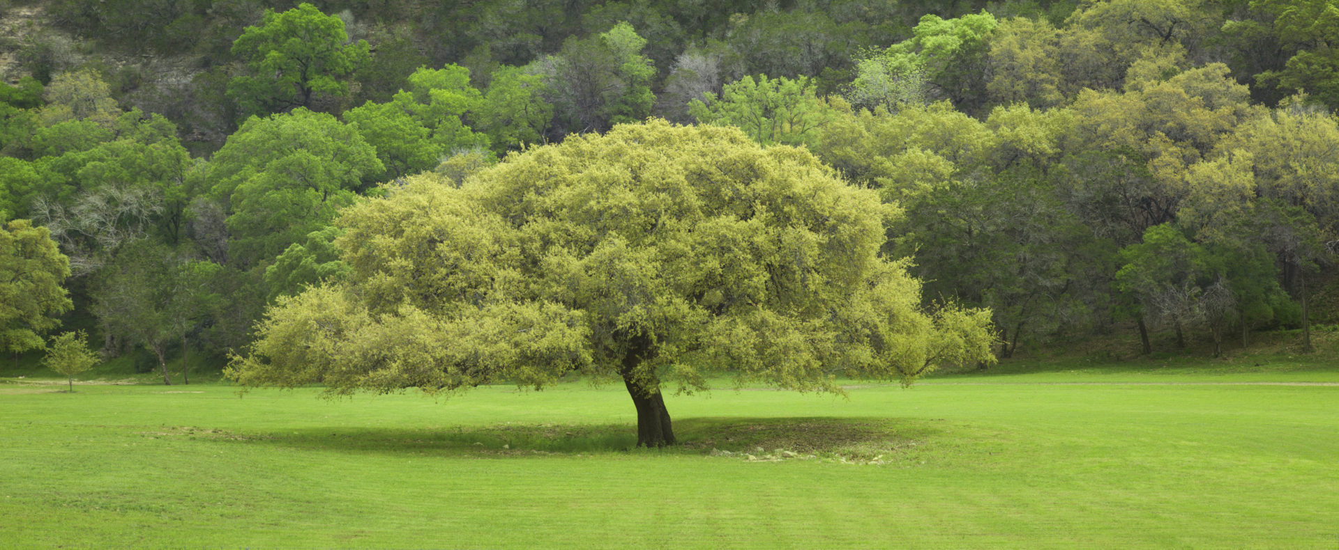 When to trim live oak trees in Austin | Top Choice Lawn Care