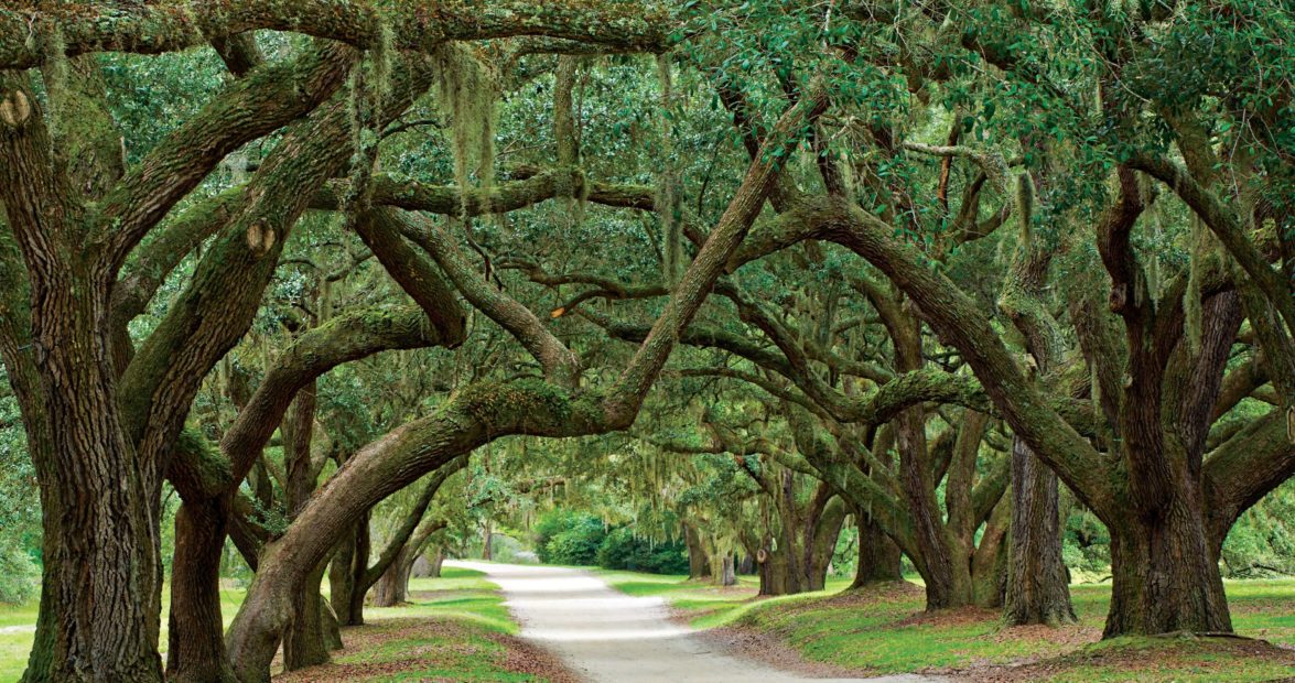 Texas Live Oak: Quercus fusiformis and Quercus Virginiana | Top Choice ...